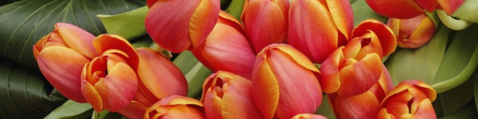 cropped-Tulpen-Boeketten-728x455.jpg